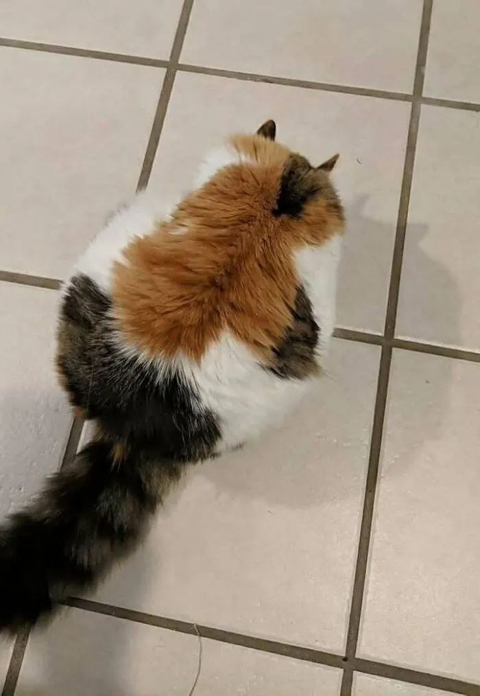46 Chubby Cats That Will Melt Your Heart With Their Adorableness