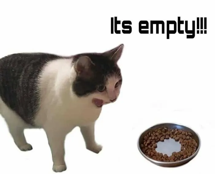 46 Chubby Cats That Will Melt Your Heart With Their Adorableness
