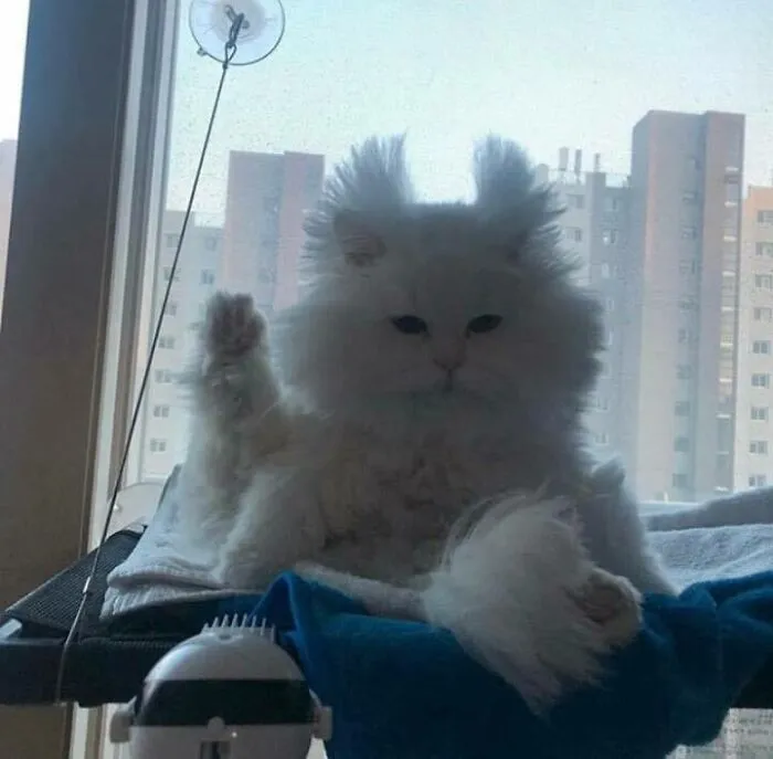 46 Chubby Cats That Will Melt Your Heart With Their Adorableness