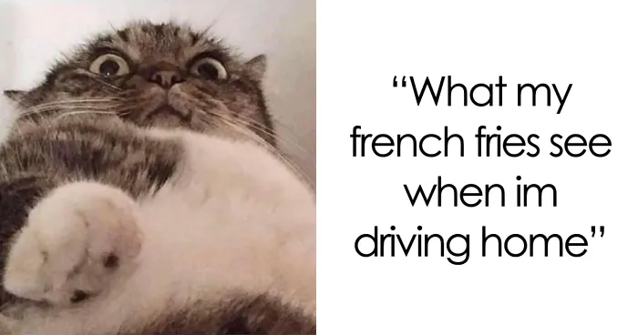100 Funny Fat Jokes That Are Actually The Best - Readers' Vote