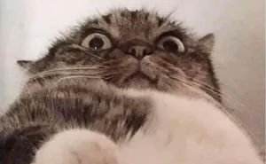 100 Funny Fat Jokes That Are Actually The Best - Readers' Vote