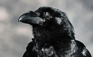 “It’s Just As Horrific As It Sounds”: 50 Disturbing Truths About Animals You Might Wish You Didn’t Know