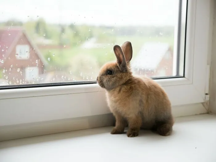 "What Would You Warn Someone Before They Got Your Type Of Pet?": 46 Honest Tips From Our Community