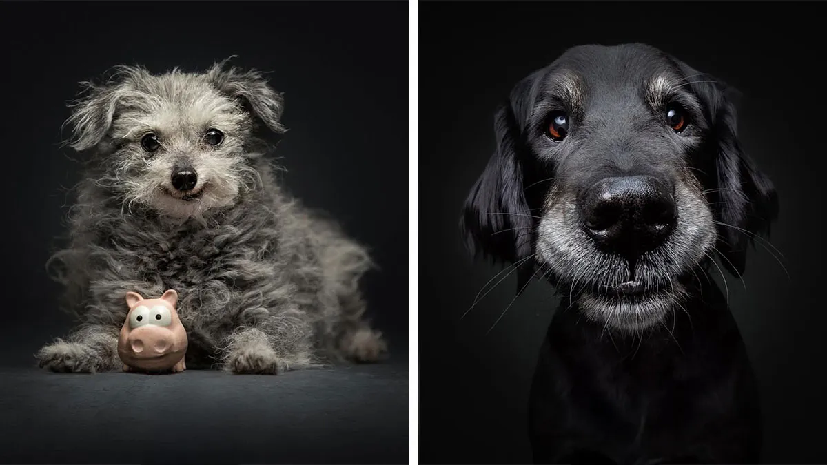 30 Touching Photos Of Senior Dogs Celebrating Love And Loyalty, Taken By Christian Vieler