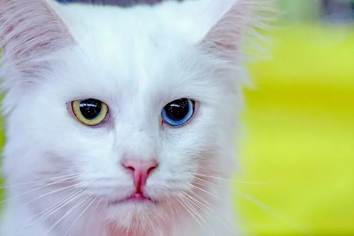 "What Would You Warn Someone Before They Got Your Type Of Pet?": 46 Honest Tips From Our Community