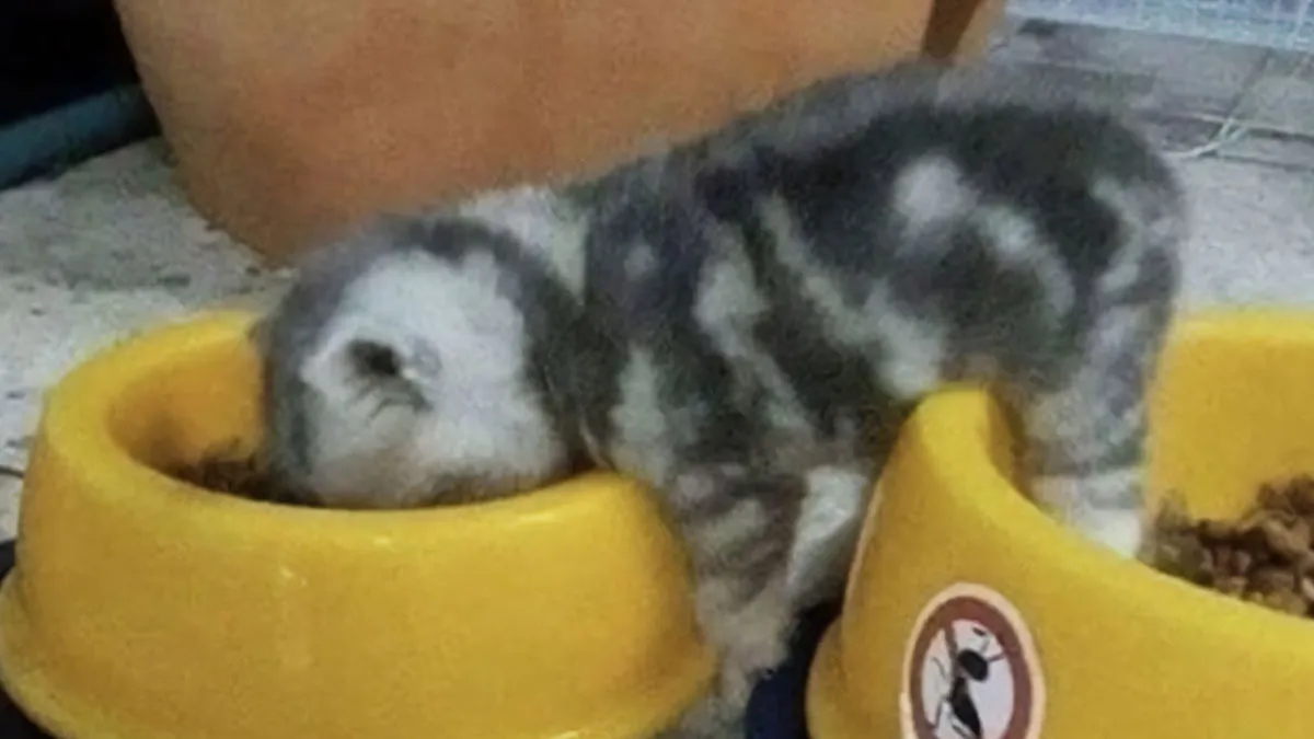 50 Chaotic Cats Being Cats And Nothing Else