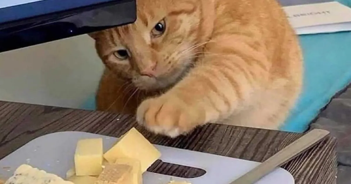 30 Gatos caóticos siendo ellos mismos