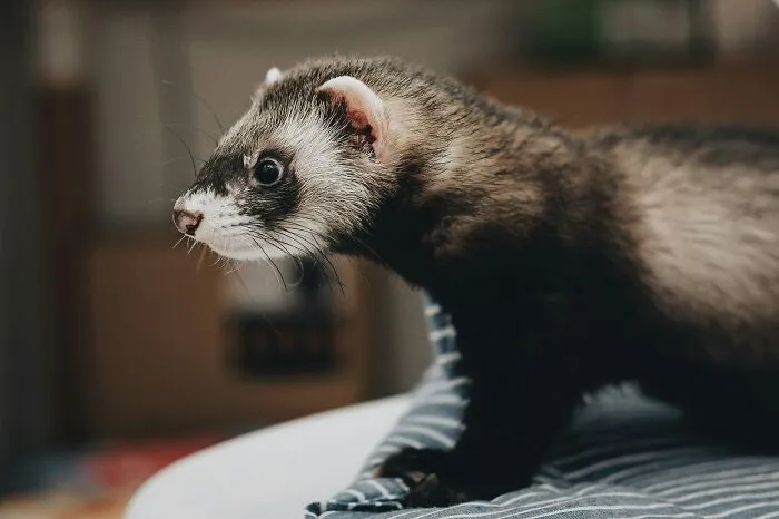 "What Would You Warn Someone Before They Got Your Type Of Pet?": 46 Honest Tips From Our Community