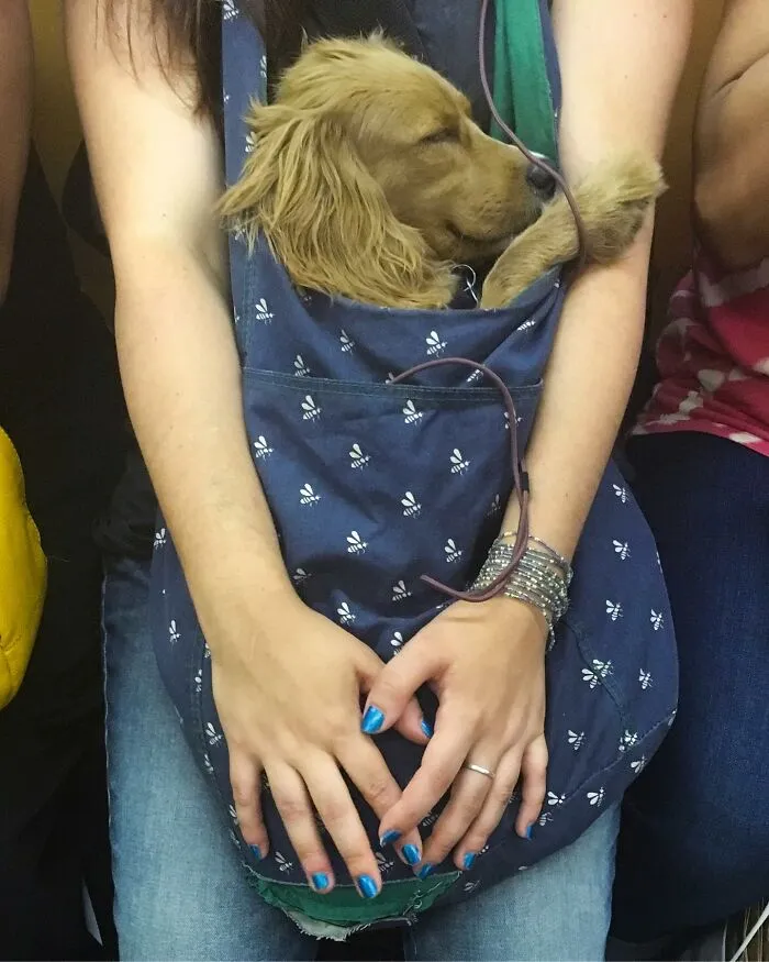New York Subway Has The Most Unusual Passengers Carrying These 50 Things In Their Hands