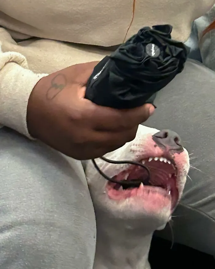 New York Subway Has The Most Unusual Passengers Carrying These 50 Things In Their Hands