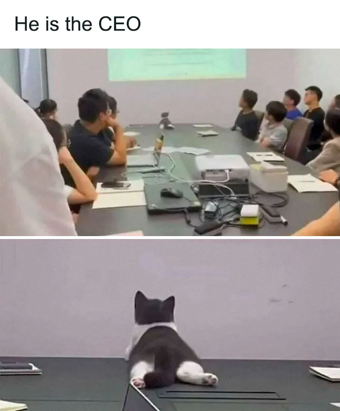 50 Hilariously Adorable Cat Memes That Might Warm Your Soul And Distract You From Life