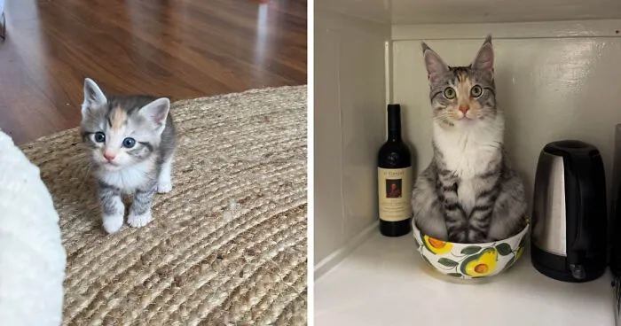 Clementine 3 Weeks>3months>1 Year 🥹
