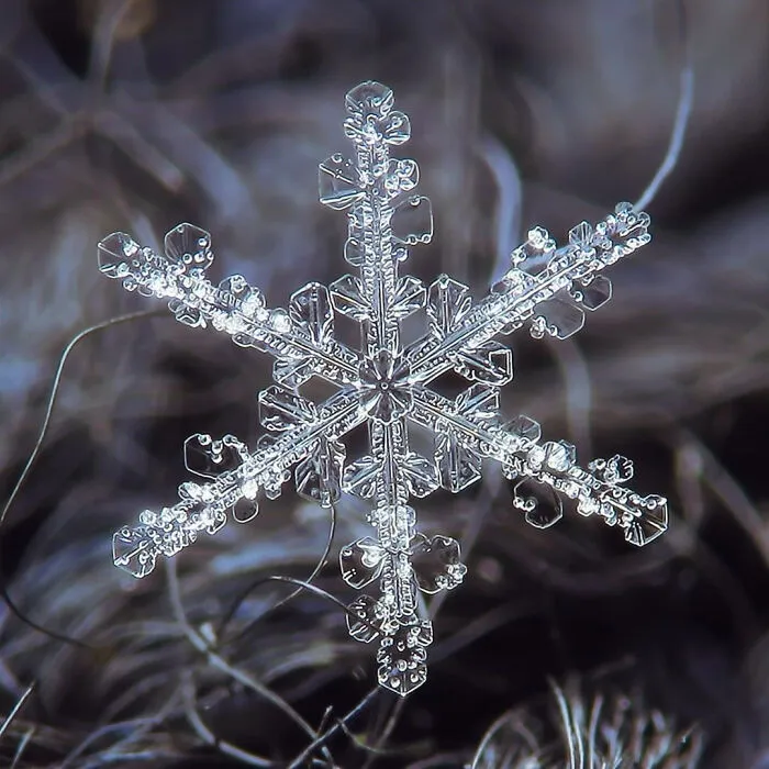 Montana Produced The World's Largest Snowflake