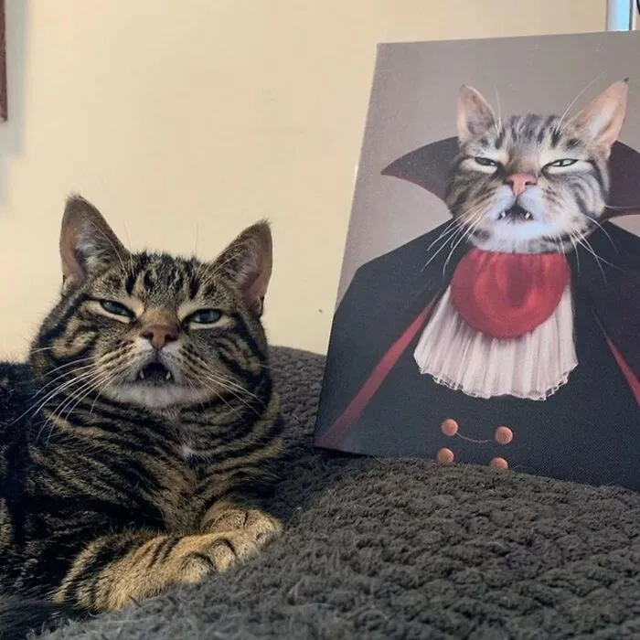 30 Gatos tan adorables como divertidos
