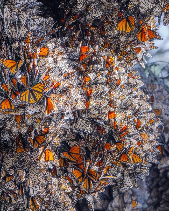 Among A Sea Of Monarch Butterflies In Mexico — The Most Magical Thing I’ve Ever Seen (35 New Pics)
