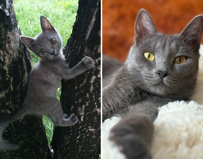 The Best Of ‘Cat Grows’: 50 Heartwarming Transformations From The Community
