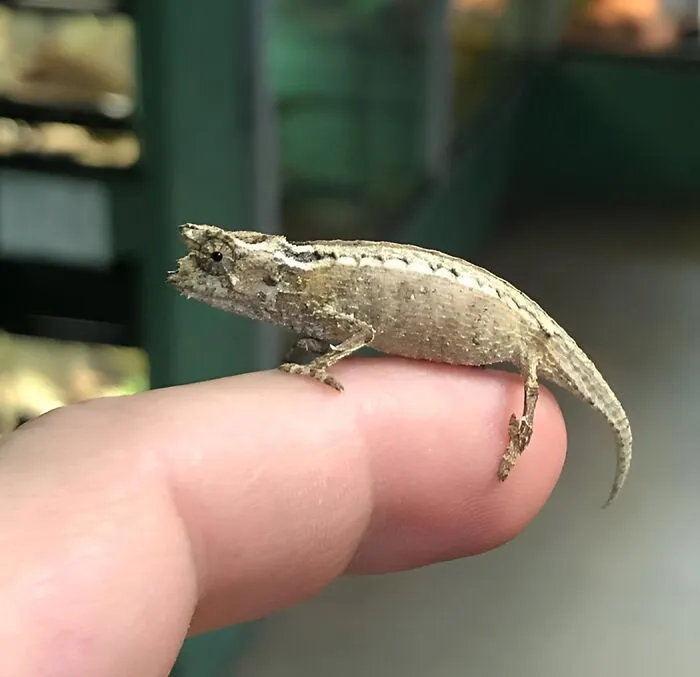 Brookesia Nana