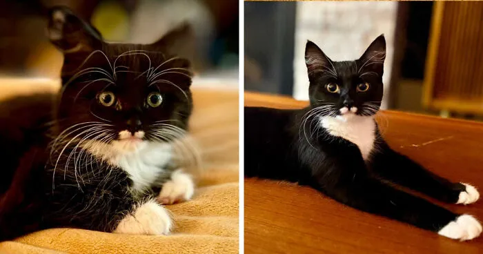 From Tiny Butler To Full-Time Lounge Lizard