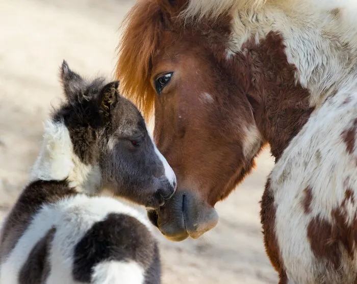 I Photograph Wild Animals, Here Are 36 Of My Favorite Ones