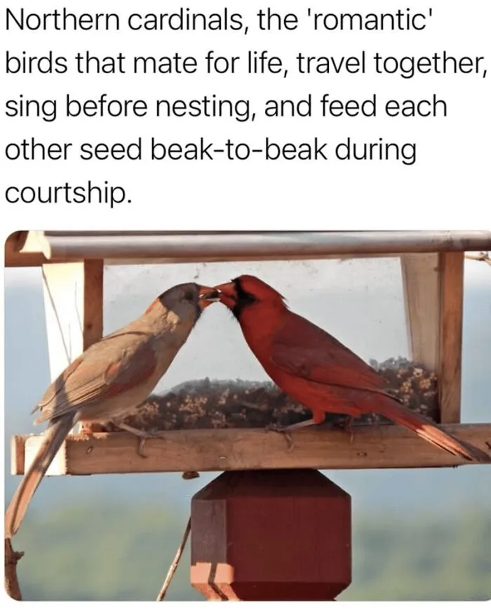 Two northern cardinals feeding each other beak-to-beak on a bird feeder, shown in wholesome animal memes.