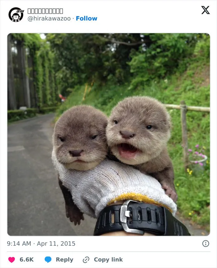 Two adorable baby otters held in a gloved hand, showcasing cute baby animal pics that inspire aww reactions.