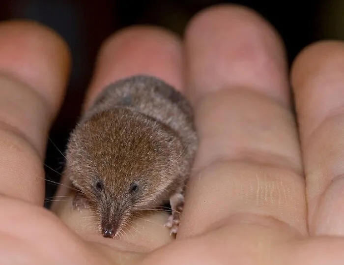 Etruscan Pygmy Shrew