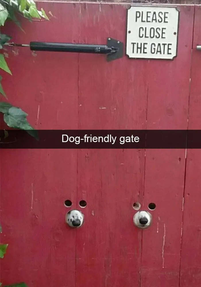 50 Truthful Memes About What It’s Like To Have A Dog