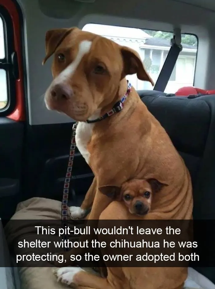 50 Truthful Memes About What It’s Like To Have A Dog