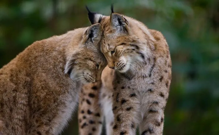 I Photograph Wild Animals, Here Are 36 Of My Favorite Ones