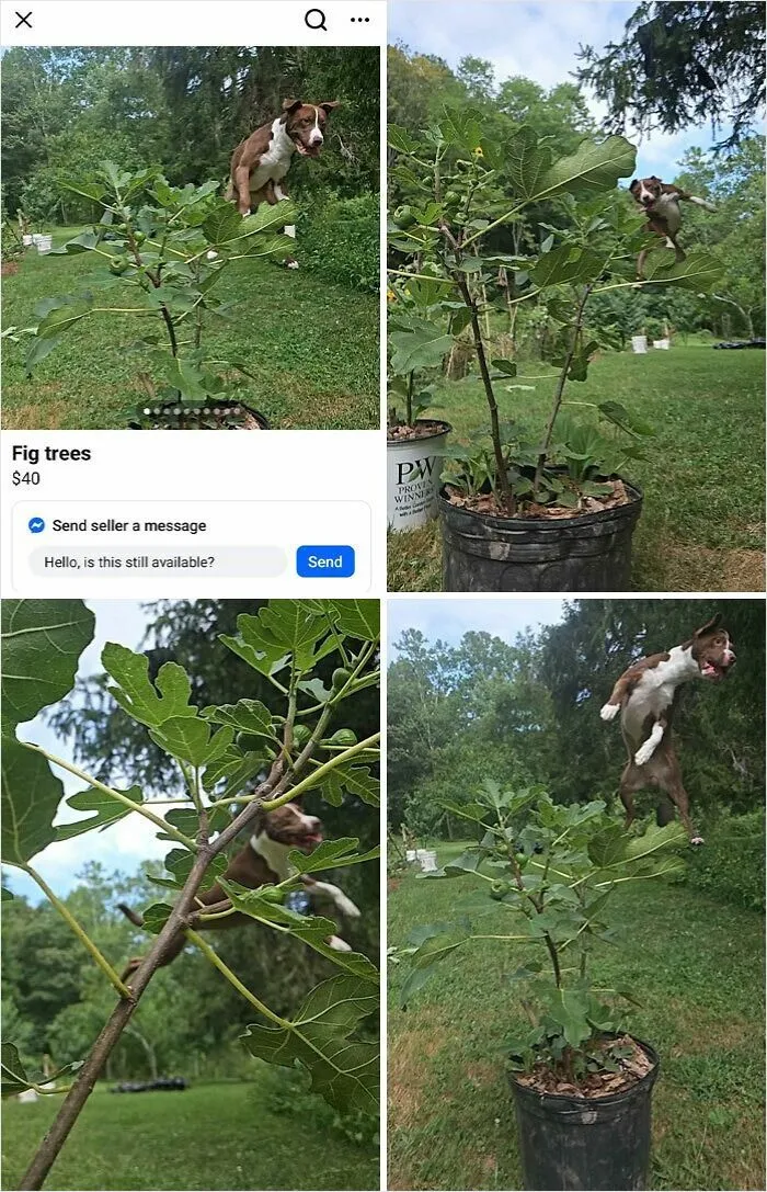 I Guess He Was Really Excited About The Fig Trees! Found On FB Marketplace