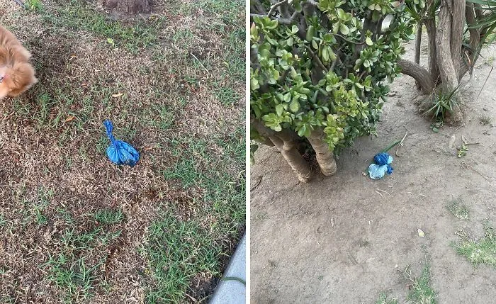 Gente que no recoge la caca del perro = Mal. Gente que mete la caca del perro en una bolsa y la deja donde estaba = No es mejor.