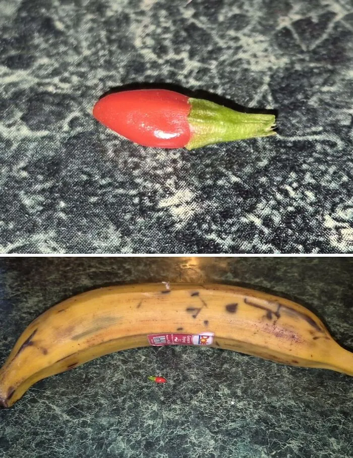 Mighty Pepper, Plantain For Scale