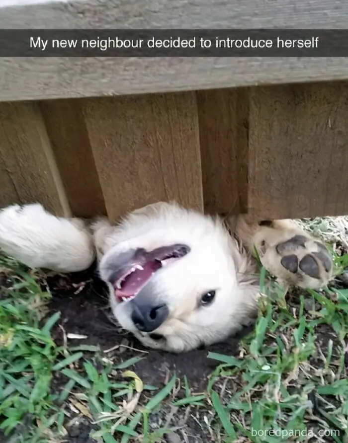 If You Like Animals More Than People, These 50 Memes Might Hit The Spot