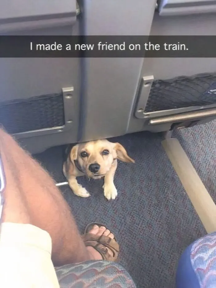 If You Like Animals More Than People, These 50 Memes Might Hit The Spot