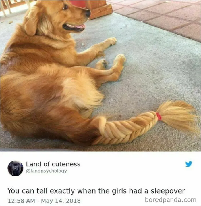 If You Like Animals More Than People, These 50 Memes Might Hit The Spot