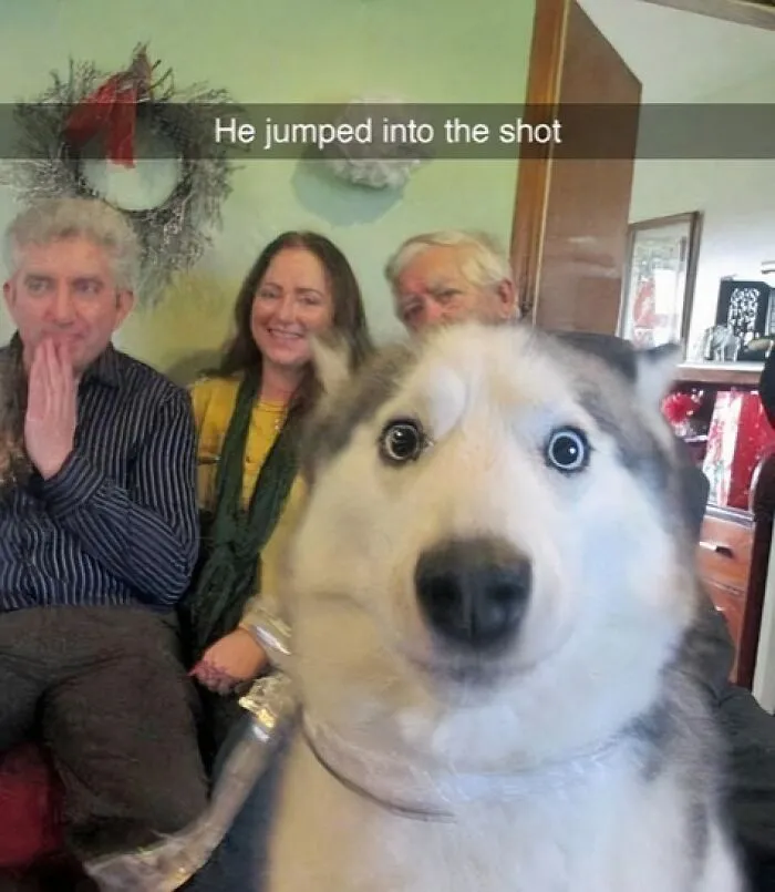 If You Like Animals More Than People, These 50 Memes Might Hit The Spot