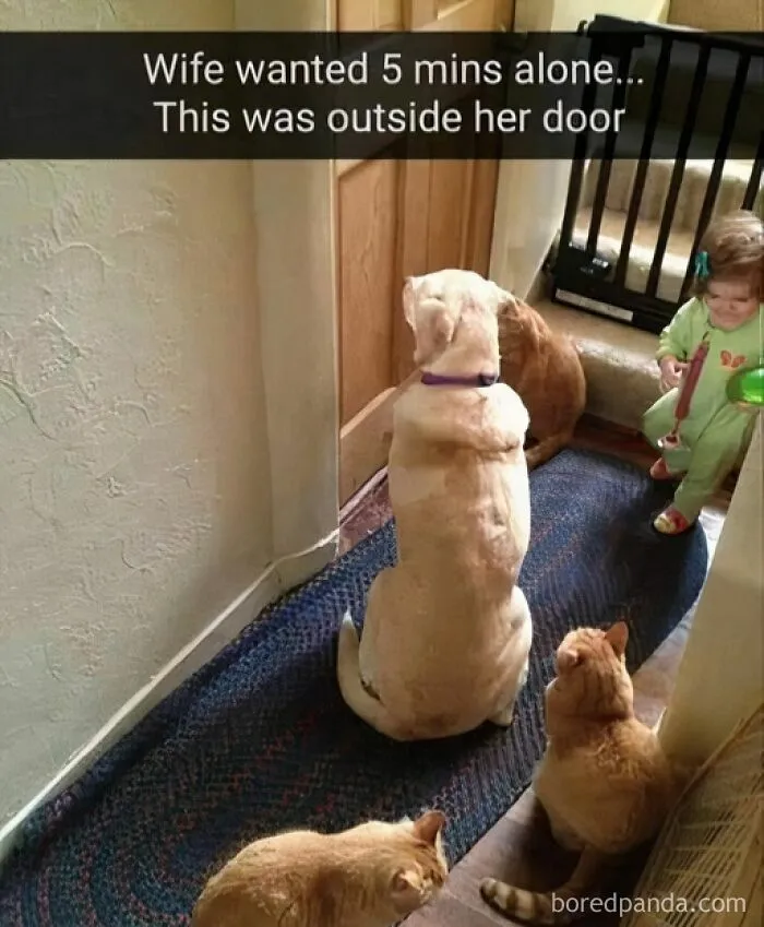 If You Like Animals More Than People, These 50 Memes Might Hit The Spot