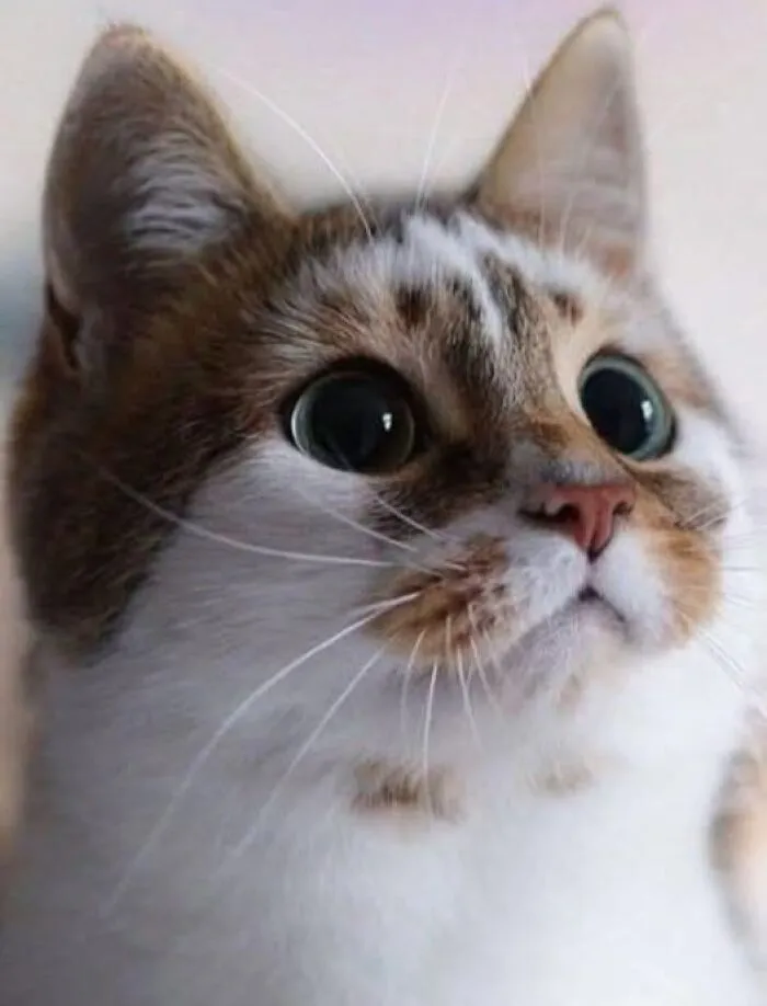 39 Cat Photos So Adorable And Chaotic They Might Just Fix Your Bad Mood Instantly