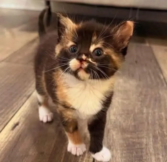 39 Cat Photos So Adorable And Chaotic They Might Just Fix Your Bad Mood Instantly