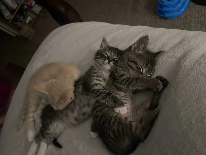 We Just Got Them Two Days Ago And They Love Each Other❤️