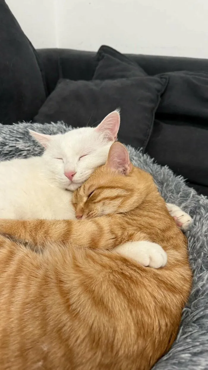 My Friend's Cats Sleep Cuddled Up Together Every Day😍