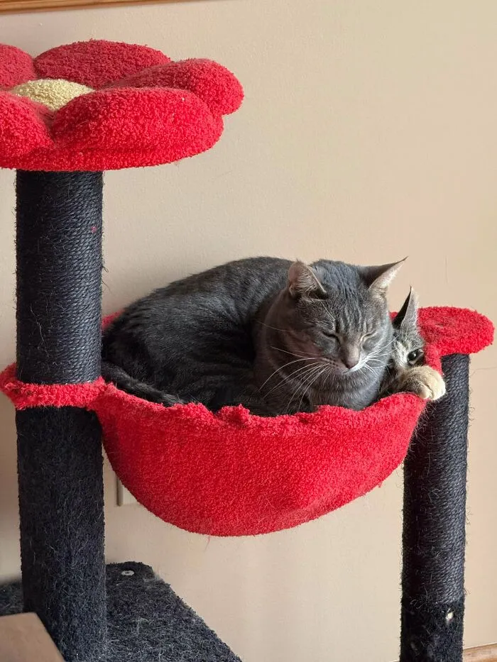Rip Jones, She’s Tried Sitting In Ollie’s Spot