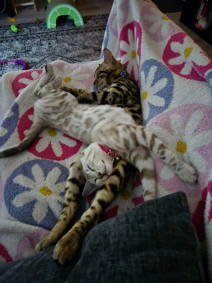 Inseparable Siblings 🤍