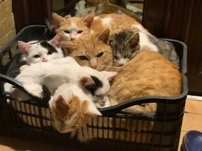 A Friend Started Feeding Stray Cats Near His House, Now He Has A Box Of Cats On His Porch