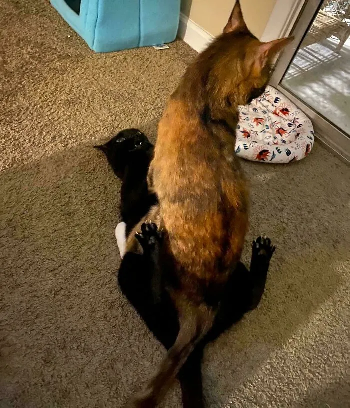 I’ve Been Looking For The Perfect Sub To Post These Hooligans, And I’ve Finally Found It
