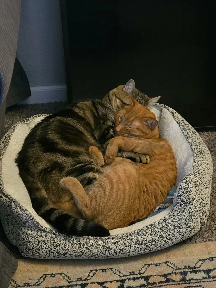 They Need A Bigger Bed