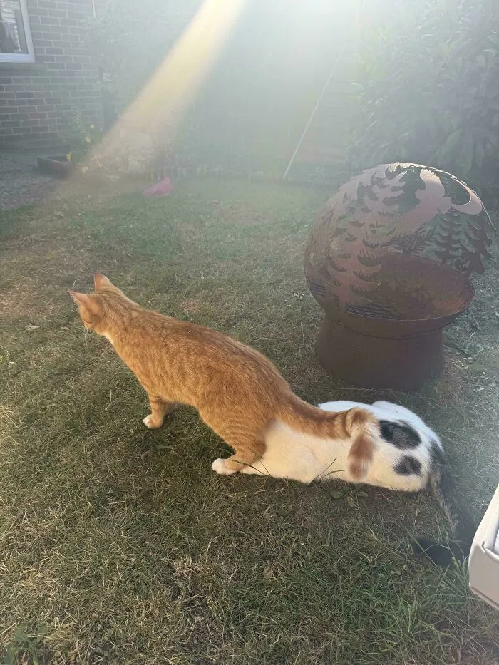 Orange Cat Behaviour