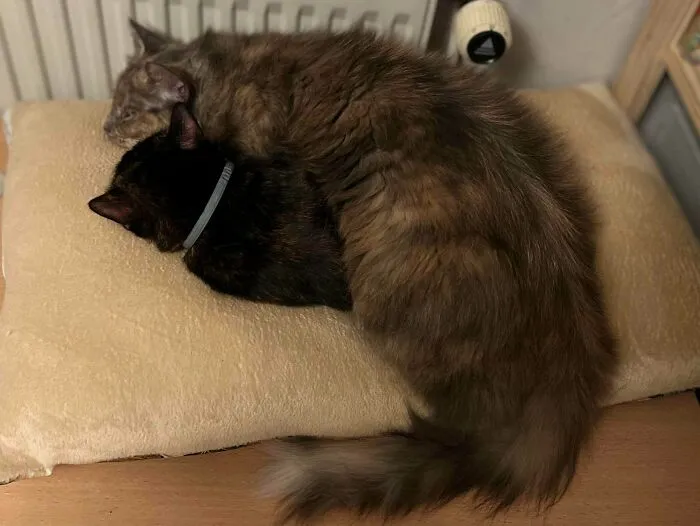 She Still Thinks She’s Her Tiny Baby!