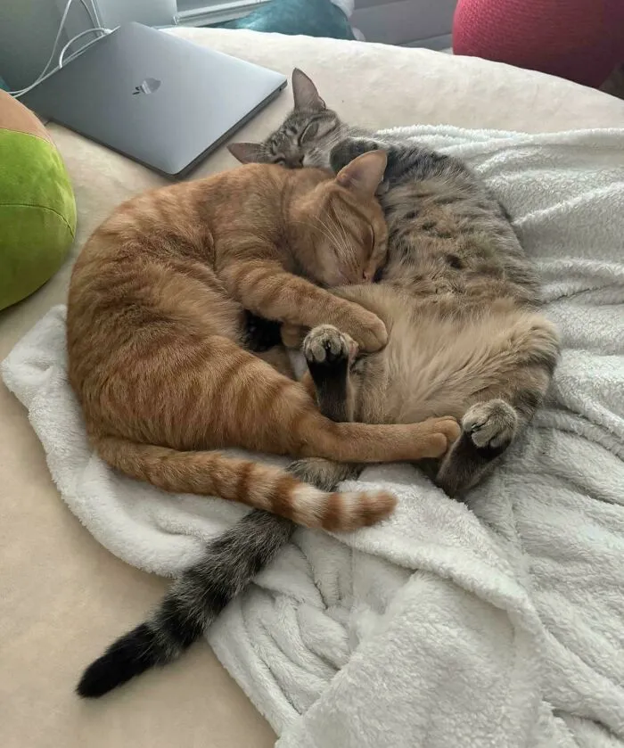 They Can’t Sleep Without Each Other