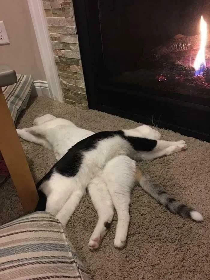 Crossed Cats